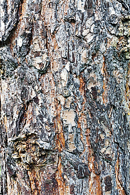 포토 JPG 해외이미지 나무 디자인 벽지 표면 날씨 건조 사람없음 야외 목재 갈색 껍질 시골 소나무 판넬 거친 보호 피부 묘사 부식 질감 목공예 나무껍질 내추럴 그런지 수목 옛날 울퉁불퉁 노화 디테일 해외202004 해외포토 식물 컬러 컨셉 재료 신체부위 공예 파일형식 이미지허브