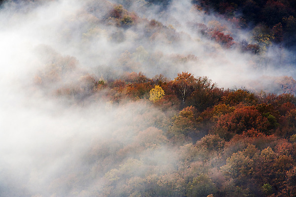 포토 JPG 해외이미지 나무 구름 계절 여행 백그라운드 오렌지 자연 아침 산 풍경 사람없음 야외 환경 계곡 새벽 안개 가을 농촌 숲 언덕 벨기에 공상 마법 웅장함 조감도 카피스페이스 해외202004 해외포토 주간 자연요소 식물 과일 날씨 공백 시골 생태계 서유럽 파일형식 이미지허브