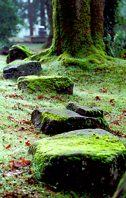 포토 JPG 해외이미지 나무 계절 길 자국 이끼 사람없음 초록색 침묵 가을 숲 열대우림 암초 해외202004 해외포토 식물 컬러 소리 파일형식 이미지허브