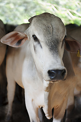 포토 JPG 해외이미지 동물 포유류 열대 사람없음 울타리 농장 가축 소고기 시골 소 재산 방목 라틴아메리카 황소 에콰도르 밭일 해외202004 해외포토 농업 육류 아메리카 금융 담장 남아메리카 축산업 파일형식 이미지허브
