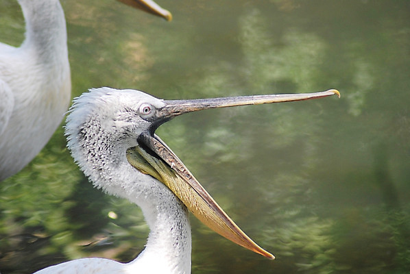 포토 JPG 해외이미지 동물 응시 얼굴 야생동물 바다 날개 자연 조류 어업 사람없음 물 반사 머리 흰색 큼 펠리컨 깃털 물새 동물상 해외202004 해외포토 자연요소 시선 산업 컬러 신체부위 조형물 크기 생태계 파일형식 이미지허브