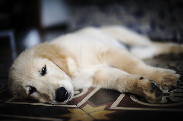 포토 JPG 해외이미지 동물 한마리 남자 행복 새끼 주택 실내 사람없음 반려동물 우정 방 황금 닫기 개 골든리트리버 리트리버 강아지 송곳니 유래 해외202004 해외포토 1 감정 포유류 모션 사람 내부 건물 친구 치아 파일형식 이미지허브