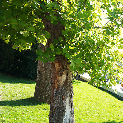 포토 JPG 해외이미지 나무 식물 디자인 계절 공원 꽃 백그라운드 잎 꽃무늬 밭 자연 풍경 잔디 사람없음 야외 초록색 여름 햇빛 태양 노란색 환경 정원 침묵 봄 성장 시골 황금 숲 그늘 원예 장면 내추럴 생태학 옛날 해외202004 해외포토 자연요소 공공시설 교육 컬러 무늬 농업 취미 소리 생태계 파일형식 이미지허브