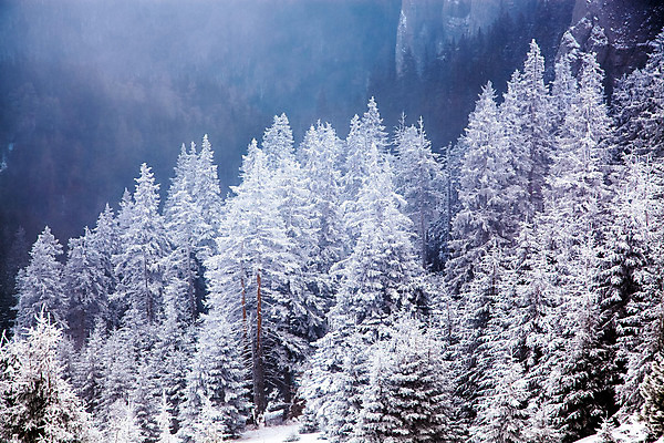 포토 JPG 해외이미지 나무 계절 행복 여행 백그라운드 크리스마스 겨울 자연 하늘 날씨 휴가 새로움 산 기념 요정 국립공원 풍경 사람없음 야외 파란색 빛 태양 얼음 축제 추위 흰색 축하 소나무 눈송이 숲 12월 연도 서리 전나무 루마니아 1월 폭설 눈내림 해외202004 해외포토 자연요소 식물 공원 기념일 감정 유럽 컬러 컨셉 눈_날씨 날짜 자연재해 생태계 파일형식 이미지허브