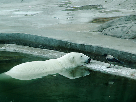 포토 JPG 해외이미지 동물 응시 야생동물 새끼 바다 여행 포즈 겨울 곰 포유류 자연 표면 털 동물원 파노라마 사람 풍경 사람없음 가로 물 파란색 반려동물 냉동 얼음 수중 수영 힘 추위 흰색 만 위험 큼 북극 다이빙 육식동물 북쪽 해외202004 해외포토 자연요소 시선 계절 컬러 컨셉 촬영기법 수상스포츠 크기 극지방 방향 생태계 수중스포츠 파일형식 이미지허브