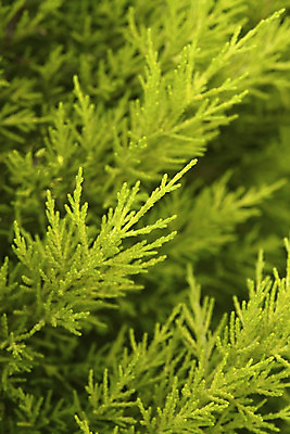 포토 JPG 해외이미지 나무 식물 계절 공원 백그라운드 잎 크리스마스 패턴 자연 사람없음 야외 초록색 정원 봄 나뭇가지 소나무 묘사 상록수 침엽수 내추럴 해외202004 해외포토 공공시설 기념일 컬러 무늬 생태계 파일형식 이미지허브