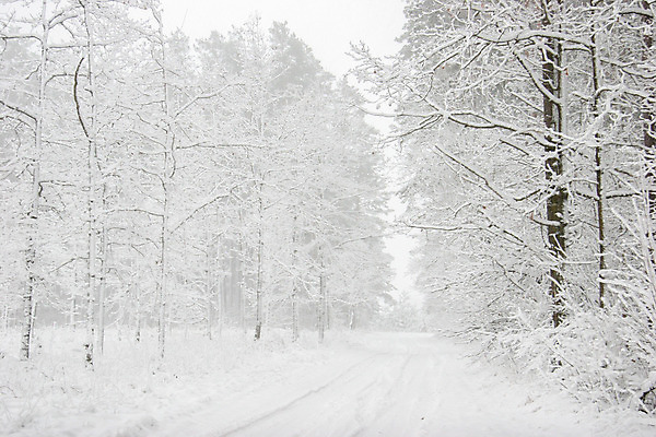 포토 JPG 해외이미지 나무 계절 도로 백그라운드 겨울 자연 휴가 풍경 사람없음 야외 목재 초록색 빛 얼음 검은색 추위 흰색 나뭇가지 소나무 고속도로 숲 시원함 12월 서리 장면 눈보라 1월 내추럴 넘어짐 라트비아 부정적 폭설 눈내림 해외202004 해외포토 자연요소 식물 감정 길 컬러 재료 교통시설 모션 눈_날씨 북유럽 날짜 자연재해 생태계 파일형식 이미지허브