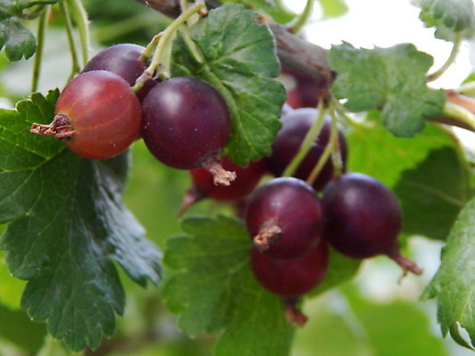포토 JPG 해외이미지 열매 음식 탁자 주택 사람없음 목재 가로 빨간색 여름 검은색 닫기 수집 원예 질감 내추럴 건포도 채식주의자 해외202004 해외포토 나무 식물 계절 컬러 가구 재료 모션 포도 취미 건물 채식 건과일 파일형식 이미지허브