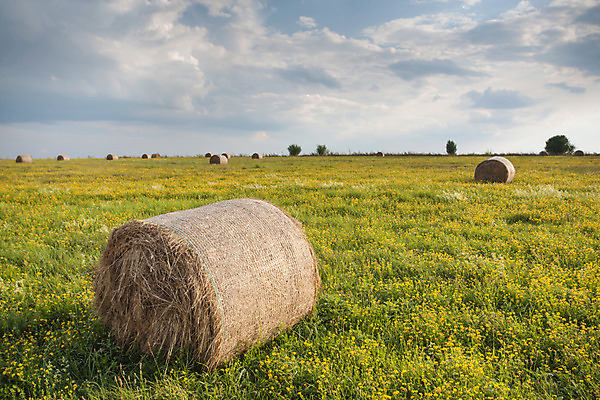 포토 JPG 해외이미지 구름 밭 농업 자연 하늘 풍경 사람없음 야외 여름 농작물 농장 수확 볏짚 뭉치 해외202004 해외포토 자연요소 계절 산업 짚 생태계 파일형식 이미지허브