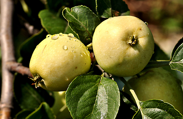 포토 JPG 해외이미지 나무 식물 계절 음식 잎 농업 다이어트 과일 하늘 매달리기 건강 사람없음 야외 초록색 물 빛 성장 나뭇가지 신선 그룹 맛 떨어짐 사과 이슬 과수원 빗방울 먹기 유기농 원예 내추럴 숙성 채식주의자 해외202004 해외포토 자연요소 웰빙 산업 컬러 컨셉 모션 취미 비_날씨 채식 파일형식 이미지허브