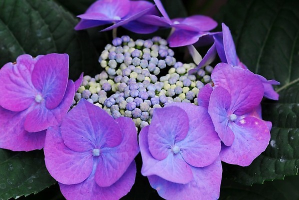 포토 JPG 해외이미지 식물 꽃 자연 사람없음 파란색 정원 보라색 봄 원예 수국 해외202004 해외포토 계절 컬러 취미 생태계 파일형식 이미지허브