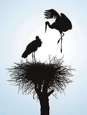 포토 JPG 해외이미지 모양 동물 실루엣 야생동물 일러스트 자연 조류 종류 사람없음 검은색 흰색 나뭇가지 둥지 깃털 부리 고립 동물상 황새 해외202004 해외일러스트 나무 컬러 촬영기법 조형물 생태계 파일형식 이미지허브