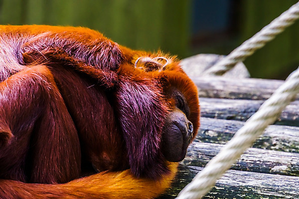 포토 JPG 해외이미지 동물 얼굴 야생동물 포유류 휴식 동물원 종류 사람없음 빨간색 반려동물 머리 미국 원숭이 잠 대야 브라질 유인원 남쪽 아마존 이국적 인기 페루 브라질사람 해외202004 해외포토 컬러 컨셉 북아메리카 신체부위 남아메리카 방향 파일형식 이미지허브