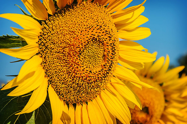 포토 JPG 해외이미지 식물 계절 꽃잎 꽃 꽃다발 백그라운드 잎 꽃무늬 패턴 밭 농업 오렌지 자연 하늘 해바라기 씨앗 풍경 사람없음 야외 초록색 여름 파란색 농작물 햇빛 태양 농장 노란색 정원 맑음 봄 활발 성장 벚꽃 시골 개화 내추럴 해외202004 해외포토 자연요소 산업 컬러 컨셉 무늬 과일 날씨 생태계 파일형식 이미지허브