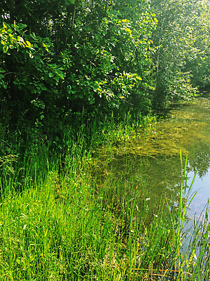 포토 JPG 해외이미지 나무 계절 공원 호수 섬 여행 백그라운드 잎 자연 하늘 풍경 사람없음 야외 초록색 물 여름 파란색 강 반사 평화 침묵 봄 연못 숲 땅 자연백그라운드 장면 내추럴 넘어짐 해외202004 해외포토 자연요소 식물 공공시설 컬러 컨셉 모션 소리 생태계 파일형식 이미지허브