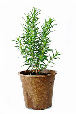 포토 JPG 해외이미지 식물 화분 잎 재료 자연 건강 요리 사람없음 초록색 신선 양념 조미료 허브 향신료 유기농 아로마 아로마테라피 로즈메리 내추럴 고립 해외202004 해외포토 웰빙 컬러 생태계 테라피 향미료 파일형식 이미지허브