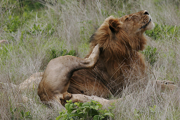 포토 JPG 해외이미지 동물 공원 얼굴 야생동물 새끼 백그라운드 포유류 아프리카 자연 사람없음 야외 환경 고양이 힘 황무지 위험 사자 큼 왕 사파리 리더 육식동물 갈기 사냥꾼 멸종 케냐 사자자리 동쪽 내추럴 마사이족 세렝게티 웅장함 전국 해외202004 해외포토 직업 공공시설 나라 컨셉 신체부위 반려동물 별자리 크기 방향 생태계 파일형식 이미지허브