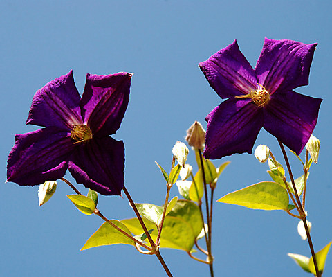 포토 JPG 해외이미지 식물 꽃 분홍색 백그라운드 꽃무늬 밭 자연 하늘 왕관 프레임 사람없음 야외 파란색 우주 정원 맑음 봄 들꽃 성장 신선 개화 닫기 6월 묘사 원예 내추럴 해외202004 해외포토 계절 컬러 무늬 농업 모션 날씨 취미 날짜 생태계 파일형식 이미지허브