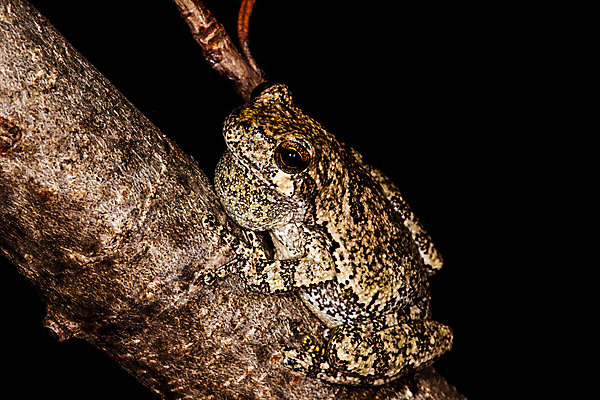 포토 JPG 해외이미지 나무 야생동물 백그라운드 자연 개구리 양서류 앉기 사람없음 반려동물 점프 검은색 회색 젖음 나뭇가지 작음 육식동물 고립 끈적임 해외202004 해외포토 식물 동물 컬러 모션 크기 생태계 파일형식 이미지허브