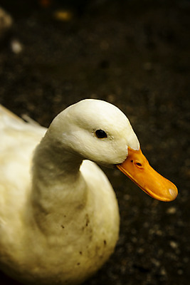 포토 JPG 해외이미지 동물 유럽 야생동물 자연 조류 북유럽 노르웨이 사람없음 야외 여름 스칸디나비아 해외202004 해외포토 계절 나라 생태계 파일형식 이미지허브