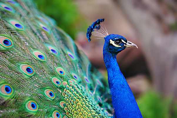 포토 JPG 해외이미지 동물 디자인 남자 야생동물 백그라운드 패턴 자연 조류 기술 사람없음 가로 초록색 파란색 컬러풀 머리 활발 우아함 공작 전시회 깃털 묘사 질감 꼬리 부리 목 보여주기 꿩 수탉 내추럴 멀티 웅장함 터키석 해외202004 해외포토 컬러 컨셉 무늬 모션 사람 신체부위 전시 닭 보석 수컷 생태계 파일형식 이미지허브