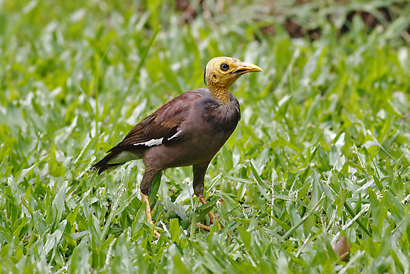 포토 JPG 해외이미지 나무 동물 여자 남자 아시아 얼굴 야생동물 백그라운드 날개 자연 조류 사람없음 야외 목재 가로 초록색 컬러풀 머리 환경 나뭇가지 막대기 닫기 숲 깃털 꼬리 부리 서식지 생태학 이국적 해외202004 해외포토 식물 교육 나라 컬러 재료 모션 사람 신체부위 생태계 파일형식 이미지허브