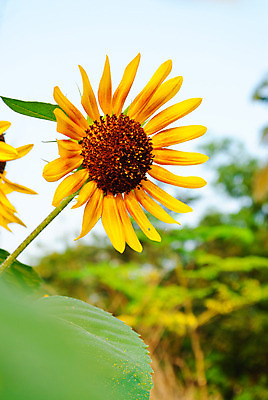 포토 JPG 해외이미지 식물 계절 꽃잎 꽃 산업 문화 음식 줄기 백그라운드 잎 패턴 밭 농업 채소 자연 하늘 해바라기 씨앗 풍경 잔디 사람없음 야외 초록색 여름 파란색 농작물 컬러풀 태양 농장 노란색 머리 맑음 수확 성장 시골 낟알 땅 시리얼 날것 장면 내추럴 우크라이나 세련 해외202004 해외포토 자연요소 유럽 컬러 무늬 날씨 신체부위 생태계 파일형식 이미지허브