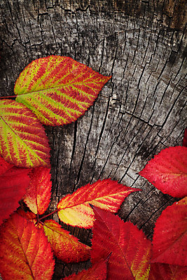 포토 JPG 해외이미지 나무 식물 디자인 계절 공원 백그라운드 컨셉 단풍 잎 패턴 오렌지 자연 벽지 표면 추상 사람없음 야외 목재 빨간색 여름 갈색 노란색 환경 봄 가을 거친 황금 숲 9월 유기농 질감 도토리 10월 내추럴 옛날 카피스페이스 해외202004 해외포토 웰빙 공공시설 컬러 무늬 과일 재료 공백 견과류 날짜 생태계 파일형식 이미지허브