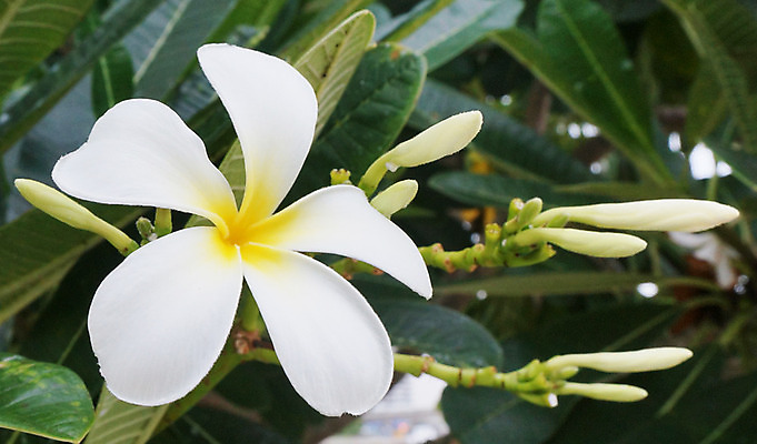 포토 JPG 해외이미지 식물 공원 꽃잎 꽃 아시아 잎 자연 동양인 사람없음 야외 초록색 여름 노란색 평화 환경 정원 봄 벚꽃 흰색 신선 개화 순수 내추럴 이국적 해외202004 해외포토 계절 공공시설 나라 컬러 컨셉 인종 생태계 파일형식 이미지허브