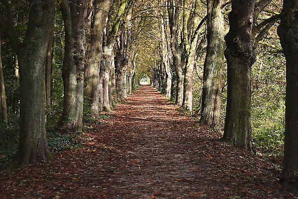 포토 JPG 해외이미지 나무 계절 공원 도로 길 단풍 잎 오렌지 자연 풍경 사람없음 야외 빨간색 초록색 컬러풀 걷기 환경 카펫 산책로 하이킹 덮개 가을 나뭇가지 황금 숲 오솔길 해외202004 해외포토 식물 공공시설 컬러 과일 교통시설 모션 레저 뚜껑 생태계 파일형식 이미지허브
