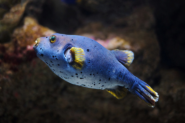 포토 JPG 해외이미지 동물 야생동물 바다 여행 자연 동물원 어류 사람없음 물 컬러풀 환경 바닷속 수중 수영 스노클링 산호 아래 생태계 다이빙 탱크 날카로움 암초 수족관 내추럴 깊이 동물상 이국적 후보 해외202004 해외포토 자연요소 컬러 조형물 수중동물 수상스포츠 자포동물 방향 위치 수중스포츠 파일형식 이미지허브
