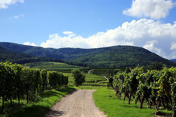 포토 JPG 해외이미지 식물 유럽 산업 도로 여행 백그라운드 밭 농업 자연 포도 휴가 산 풍경 사람없음 야외 초록색 농장 마을 계곡 프랑스 성장 농촌 숲 언덕 시골집 포도밭 일렬 포도나무 타운 세련 산맥 해외202004 해외포토 나라 길 컬러 과일 교통시설 주택 시골 도시 과일나무 생태계 파일형식 이미지허브