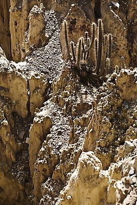 포토 JPG 해외이미지 꽃 분홍색 산 선인장 풍경 사람없음 가시 남아메리카 부식 볼리비아 해외202004 해외포토 식물 컬러 아메리카 파일형식 이미지허브