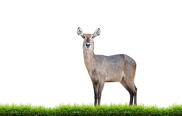 포토 JPG 해외이미지 동물 야생동물 백그라운드 포유류 아프리카 초식동물 동물원 성인 사람없음 초록색 갈색 달러 흰색 사파리 영양 고립 해외202004 해외포토 나라 컬러 돈 사람 파일형식 이미지허브