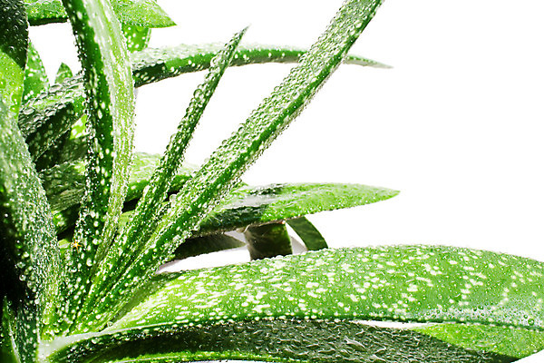 포토 JPG 해외이미지 식물 백그라운드 잎 자연 선인장 통 건강 사람없음 초록색 빛 약 힘 활발 사막 성장 흰색 가시 닫기 어플리케이션 자르기 허브 피부 척추 순수 묘사 날카로움 로션 고립 돌봄 알로에 억울 디테일 해외202004 해외포토 감정 컬러 컨셉 의학 모션 뼈 신체부위 화장품 생태계 파일형식 이미지허브