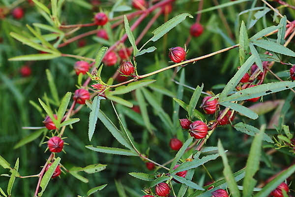 포토 JPG 해외이미지 식물 꽃 분홍색 백그라운드 잎 농업 채소 과일 자연 건조 건강 이집트 사람없음 빨간색 초록색 농장 장미 쌓기 흰색 신선 달콤 맛 허브 상쾌 유기농 자메이카 전국 타르트 투입 히비스커스 해외202004 해외포토 웰빙 감정 산업 빵 컬러 컨셉 북아메리카 모션 아프리카 생태계 파이_빵 파일형식 이미지허브