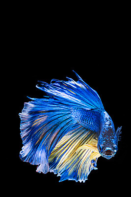 포토 JPG 해외이미지 동물 드레스 포즈 백그라운드 이동 모션 자연 추상 어류 미술 사람없음 물 파란색 반려동물 컬러풀 우주 검은색 수영 희망 힘 흰색 고급 우아함 눈금 생물학 꼬리 싸움 지느러미 수족관 강렬 고립 공격적 이국적 해외202004 해외포토 자연요소 옷 교육 감정 컬러 컨셉 무늬 문화예술 수중동물 수상스포츠 생태계 파일형식 이미지허브