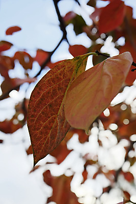포토 JPG 해외이미지 나무 식물 계절 음식 잎 농업 채소 과일 자연 건강 사람없음 야외 초록색 노란색 정원 할로윈 수확 가을 나뭇가지 신선 사과 농부 상품 과수원 유기농 아로마 내추럴 밭일 해외202004 해외포토 직업 웰빙 산업 컬러 생태계 파일형식 이미지허브