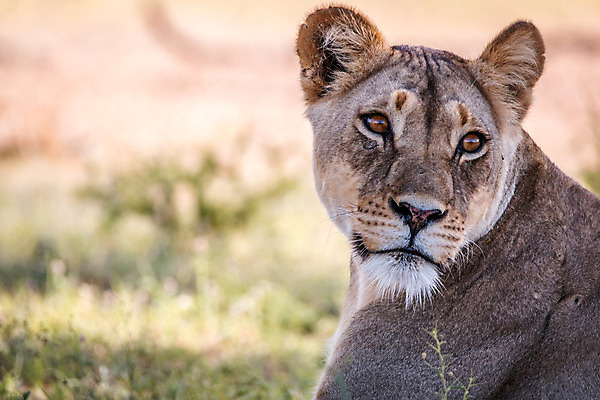 포토 JPG 해외이미지 동물 야생동물 여행 포유류 아프리카 자연 생물 털 동물원 사람없음 환경 고양이 힘 분노 황무지 위험 사자 큼 왕 모피 사파리 리더 육식동물 사냥꾼 멸종 사자자리 표범 내추럴 사바나 웅장함 해외202004 해외포토 직업 감정 나라 컨셉 반려동물 별자리 크기 생태계 파일형식 이미지허브