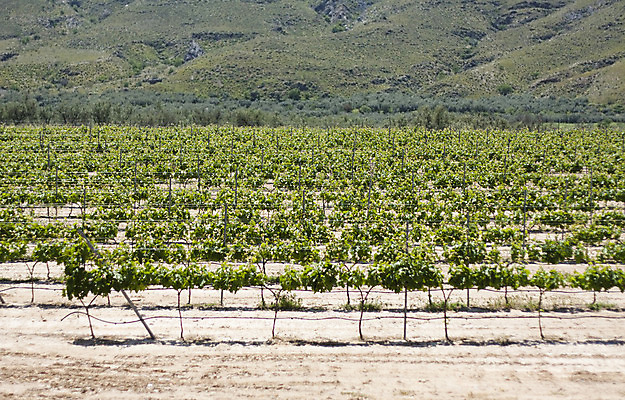 포토 JPG 해외이미지 나무 식물 농업 자연 포도 산 사람없음 농경지 와인 수확 시골 스페인 지중해 관목 포도밭 포도나무 밭일 스페인어 해외202004 해외포토 유럽 산업 바다 밭 과일 주류 농장 과일나무 생태계 파일형식 이미지허브