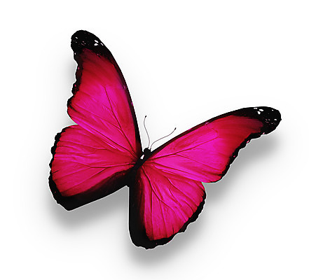 포토 JPG 해외이미지 나비 사람없음 트렌드컬러 해외202004 비바마젠타 해외포토 컬러 곤충 파일형식 이미지허브