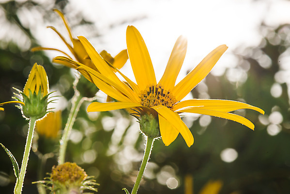 포토 JPG 해외이미지 식물 계절 꽃잎 꽃 잎 자연 해바라기 사람없음 야외 초록색 여름 노란색 활발 성장 벚꽃 허브 원예 아티초크 예루살렘 해외202004 해외포토 컬러 컨셉 취미 생태계 이스라엘 파일형식 이미지허브
