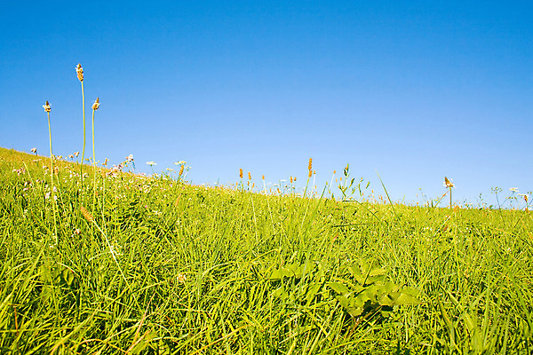 포토 JPG 해외이미지 식물 구름 계절 백그라운드 밭 자연 하늘 바람 날씨 파노라마 풍경 잔디 사람없음 야외 초록색 여름 파란색 빛 컬러풀 햇빛 농장 환경 정원 맑음 봄 활발 흰색 시골 신선 땅 밭일 생태학 수평선 해외202004 해외포토 자연요소 교육 컬러 컨셉 농업 촬영기법 태양 생태계 파일형식 이미지허브