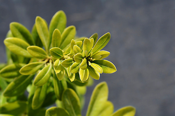 포토 JPG 해외이미지 식물 잎 자연 사람없음 야외 초록색 노란색 정원 봄 닫기 관목 상록수 해외202004 해외포토 나무 계절 컬러 모션 생태계 파일형식 이미지허브