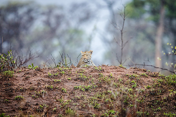 포토 JPG 해외이미지 동물 척추동물 응시 공원 야생동물 여행 포유류 아프리카 자연 친절 털 사람없음 야외 환경 고양이 힘 행성 운전 게임 황무지 보호 위험 큼 모피 심볼 사파리 속도 육식동물 사냥꾼 표범 내추럴 사바나 전국 해외202004 해외포토 직업 시선 공공시설 나라 컨셉 모션 놀이 반려동물 우주 크기 생태계 파일형식 이미지허브