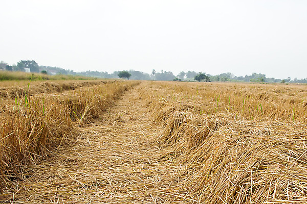 포토 JPG 해외이미지 식물 계절 아시아 지구 음식 줄기 백그라운드 잎 농업 자연 하늘 밥 건조 건강 씨앗 동양인 풍경 사람없음 야외 초록색 여름 빛 농작물 농장 농경지 갈색 노란색 환경 중국 수확 성장 가을 시골 신선 황금 닫기 낟알 시리얼 묘사 유기농 날것 내추럴 논밭 밭일 숙성 해외202004 해외포토 웰빙 나라 산업 컬러 밭 모션 논 인종 생태계 파일형식 이미지허브