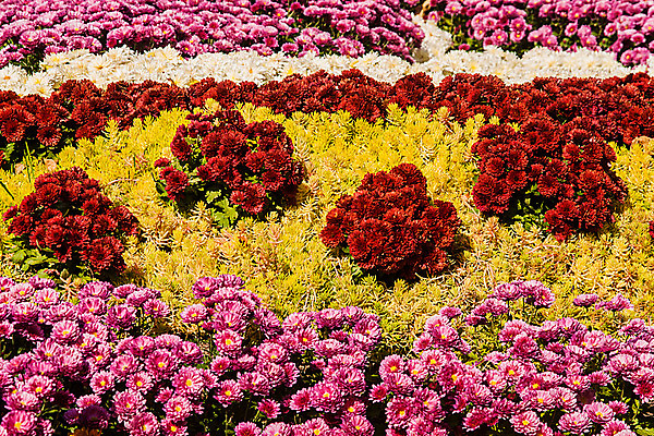 포토 JPG 해외이미지 식물 계절 꽃잎 꽃 분홍색 꽃다발 백그라운드 잎 꽃무늬 패턴 밭 자연 국화 사람없음 장식 빨간색 초록색 여름 컬러풀 노란색 머리 정원 봄 활발 벚꽃 가을 흰색 신선 개화 닫기 원예 데이지 10월 해외202004 해외포토 컬러 컨셉 무늬 농업 모션 취미 신체부위 날짜 생태계 파일형식 이미지허브