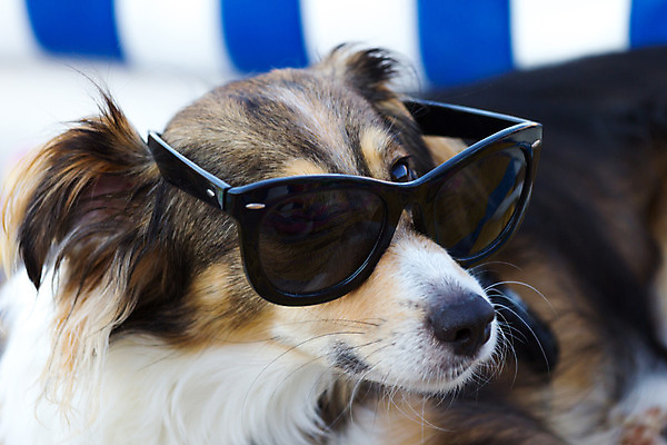 포토 JPG 해외이미지 동물 공원 안경 여행 의자 놀이 휴가 고글 앉기 사람없음 야외 물 반려동물 선글라스 태양 맑음 흰색 신선 뜨거움 황금 개 강아지 보호 모피 오픈카 솜털 노려봄 송곳니 기르기 섞기 해외202004 해외포토 자연요소 잡화 공공시설 컬러 가구 컨셉 포유류 모션 승용차 날씨 표정 치아 돌봄 파일형식 이미지허브
