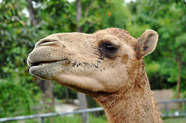 포토 JPG 해외이미지 동물 아시아 얼굴 야생동물 모래 여행 컨셉 포유류 교통시설 아프리카 자연 하늘 동물원 사람없음 야외 옆모습 여름 모래사장 농장 머리 사막 닫기 중앙 승차 모래언덕 사파리 낙타 아라비아 목 동쪽 모로코 혹 사하라 아랍에미리트 단봉낙타 두바이 아랍어 해외202004 해외포토 계절 나라 바다 뷰포인트 교통 농업 중동 모션 신체부위 방향 언덕 시설 생태계 파일형식 이미지허브