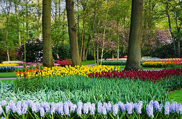 포토 JPG 해외이미지 나무 식물 공원 꽃 잎 밭 전구 자연 풍경 사람없음 장식 초록색 여름 빛 컬러풀 여행객 환경 정원 봄 튤립 벚꽃 흰색 나뭇가지 닫기 묘사 네덜란드 향기 장면 내추럴 밭일 그리너리 해외202004 해외포토 계절 공공시설 유럽 컬러 농업 모션 사람 생태계 냄새 파일형식 트랜드컬러 이미지허브